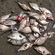 Carp bream