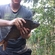 Carp bream
