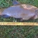 Tench
