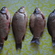 Prussian carp