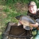 Carp