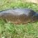 Carp