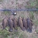 Tench