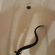 European eel