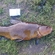 Tench