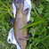 Tench