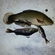 Tench