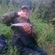 Grayling