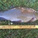 Tench