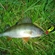 Eurasian perch