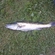 Pike perch