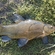 Tench