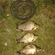 Crucian carp