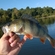 Eurasian perch