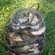 Carp bream
