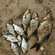 Carp bream