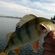 Eurasian perch