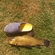 Tench
