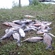 Carp bream