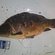 Carp