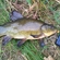 Tench