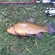 Tench