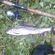 Grayling
