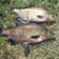 Carp bream