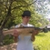 Grass carp