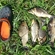 Prussian carp
