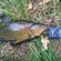 Tench