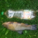 Tench