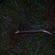 European eel