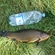 Tench