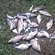 Carp bream