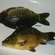 Carp