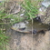 Tench