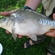 Carp