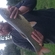 Grass carp