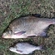 Carp bream