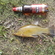 Tench