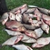 Carp bream