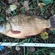 Crucian carp