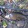 Tench