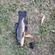 Tench