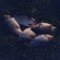 Prussian carp