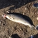 Atlantic salmon