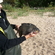 Carp bream