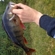 Eurasian perch