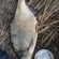 Carp bream